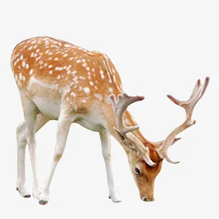 低头喝水的可爱小璐免抠