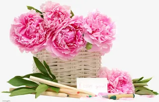 康乃馨插花免抠