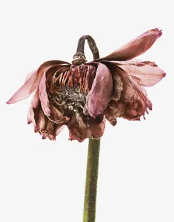 免抠一朵凋谢的玫瑰花素材免抠 免抠一朵凋谢的玫瑰花素材免抠