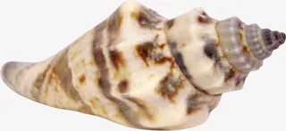 棕色花纹海螺免抠