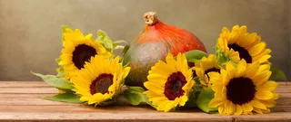 向日葵背景图高清