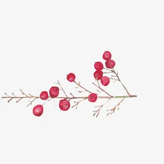 小清新简约水彩手绘红色果子树枝免抠 小清新简约水彩手绘红色果子树枝免抠