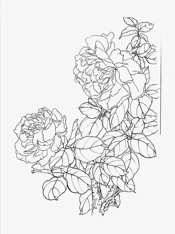 花卉线稿免抠