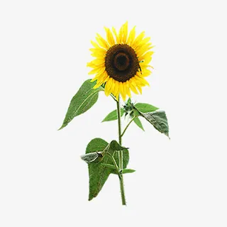 向日葵免抠