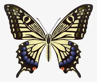 彩色蝴蝶昆虫图片免抠