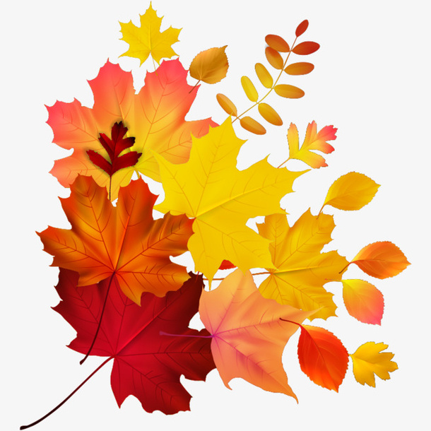 秋天的红色枫叶7免抠