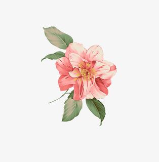 卡通海棠花免抠