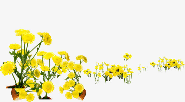 黄色春天美景花朵设计免抠