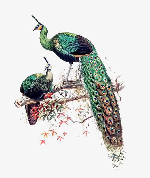 中国风孔雀树枝枫叶免抠
