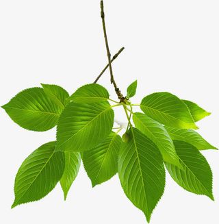 绿色春天季节树叶免抠