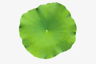 绿色的荷叶免抠