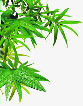 翠绿竹叶露珠免抠