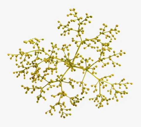 树枝png图片免抠