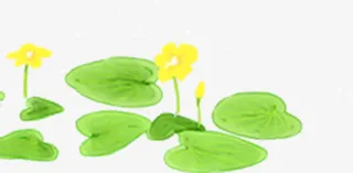 高清摄影手绘描述绿色荷叶免抠