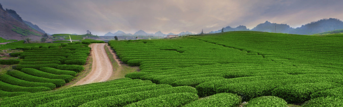 茶园背景高清