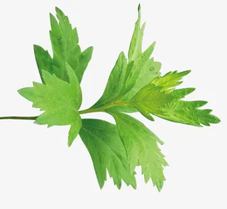 绿色小清新艾草艾叶免抠