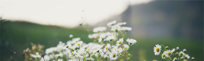花朵小清新背景高清