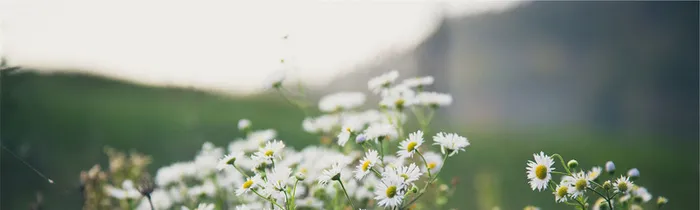花朵小清新背景高清