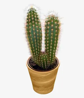 一盆仙人掌免抠