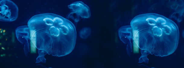 水母蓝色梦幻背景banner