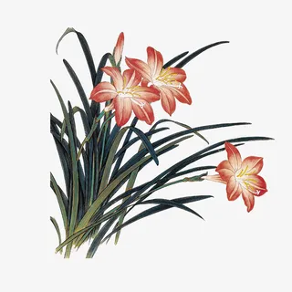 水墨花草图片免抠