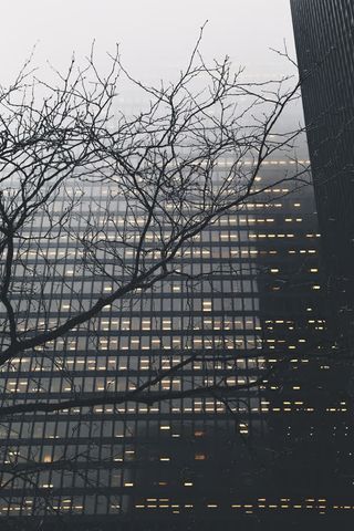 冬季宿舍干枯树枝免抠