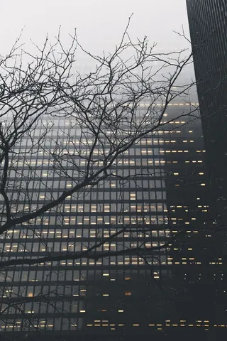 冬季宿舍干枯树枝免抠