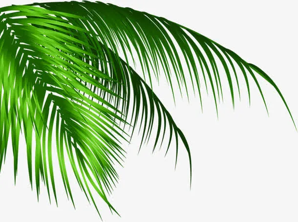 设计植物青色夏日沙滩棕叶免抠