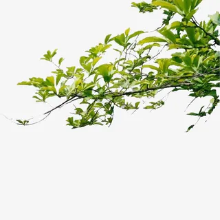 现代简约绿色树枝免抠