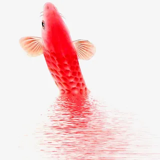 红鲤鱼免抠