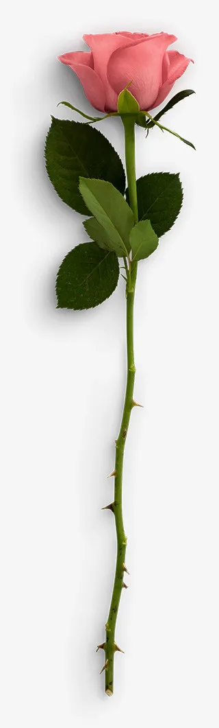 一只粉色的玫瑰花免抠