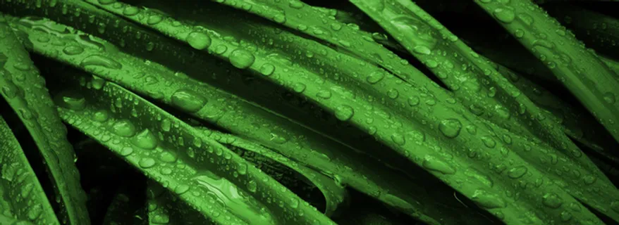 绿叶草丛水珠背景高清