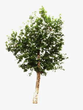 梧桐树  树 绿植免抠