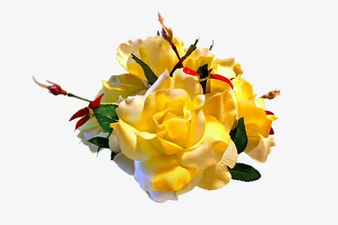 黄色月季花免抠