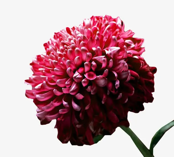 一朵墨菊花球图片素材免抠