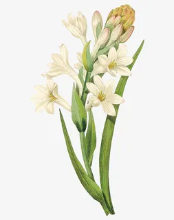 手绘绿色植物花草免抠