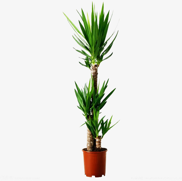 绿色盆栽植物透明png素材免抠