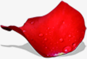 水珠玫瑰花瓣免抠
