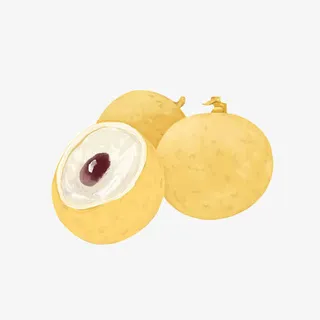 龙眼手绘画素材图片免抠