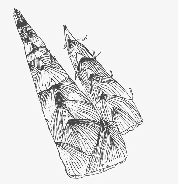 两根芦笋免抠