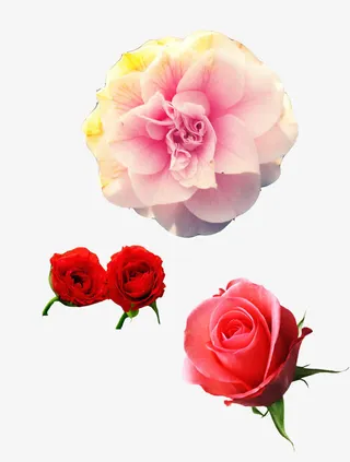 彩色月季花免抠