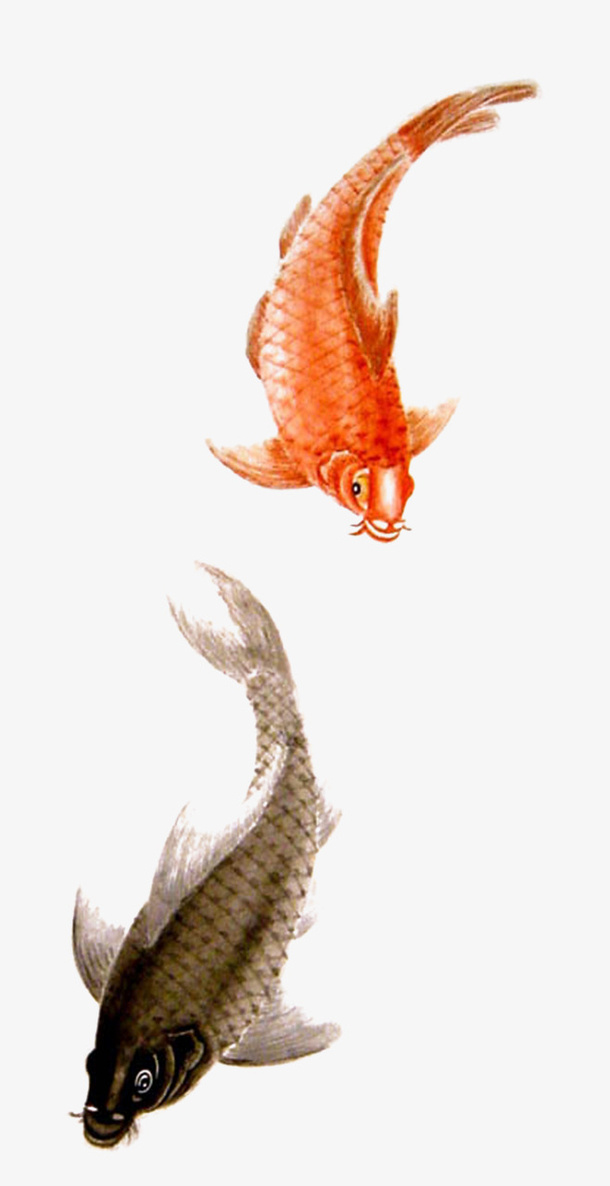 国潮 锦鲤 金鱼 中国风免抠