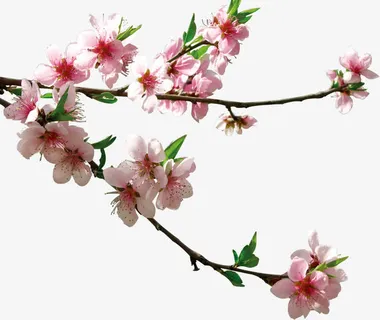 粉色桃花免抠