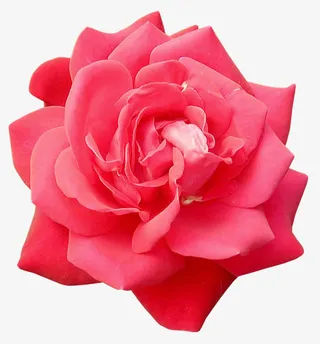 红色月季花免抠