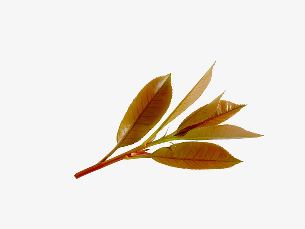 红色树叶春季新芽免抠