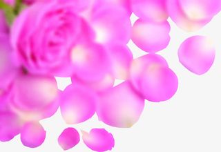 玫粉玫瑰花花瓣免抠
