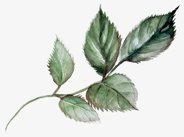 玫瑰叶子免抠