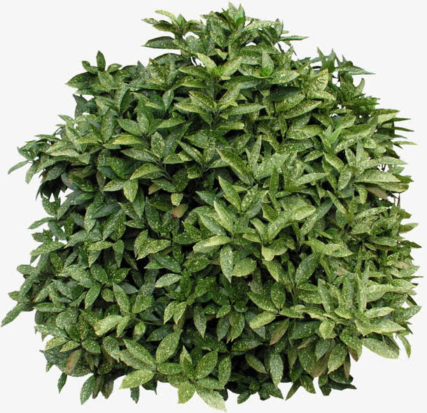 绿色园林植物免抠
