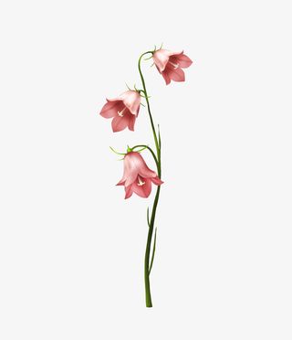 粉色水彩手绘三朵花免抠