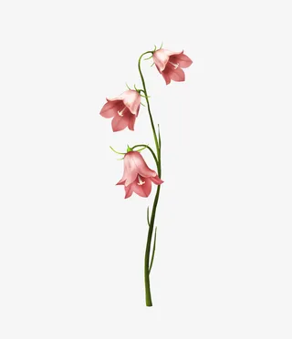 粉色水彩手绘三朵花免抠